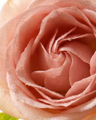 Rose + Patchouli