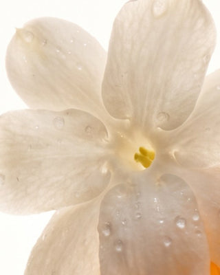 White Tea + Jasmine